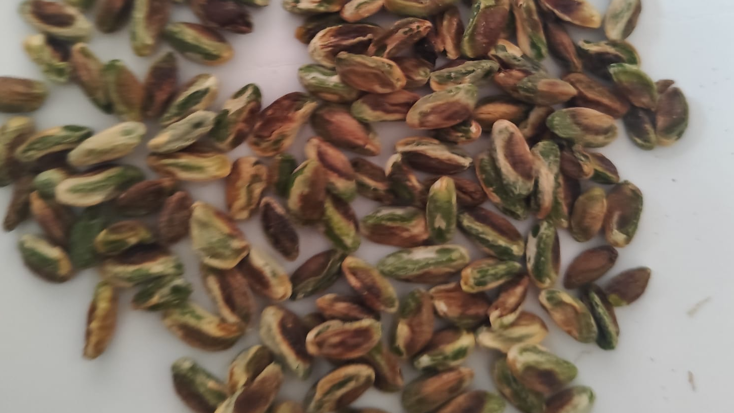 Yeni boz içi antep fıstığı 1 kg